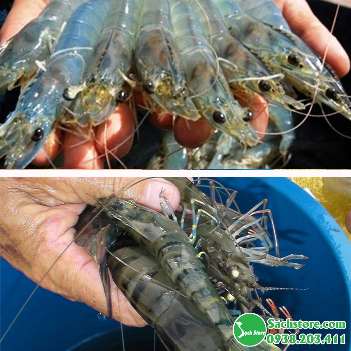 Tôm Sú Tươi Sống